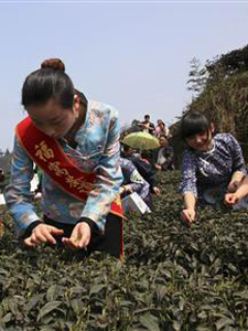 Tea pickers in Ya'an