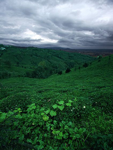 Dark clouds over Iran's tea industry