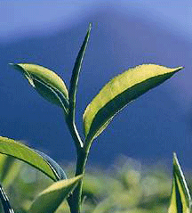 Health benefits, naturally