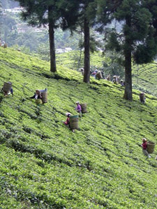 West Bengal tea workers