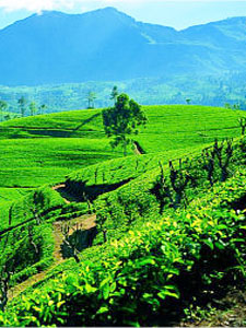 Record year for tea