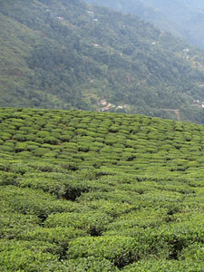 Demand rises as production stifles in India