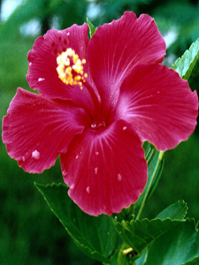 Hibiscus: flower power