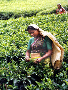 Tea for oil