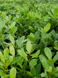 Ambivalent shrub