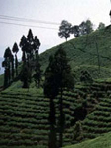 Darjeeling feels liquiduty crisis