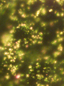 Glimmer of hope for anticancer treatments