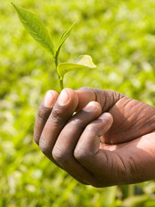 Tea: one of the largest foreign exchange earners