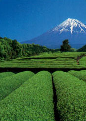 Japanese Green Tea