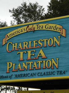 The only tea grown in the US