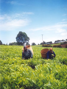 Diversification to support export growth