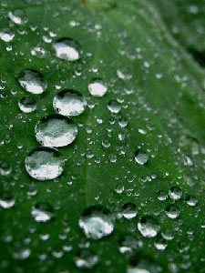 Incessant rains ruin crops