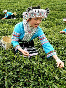 Next capital of tea?
