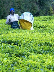 Unilever's Kenya estate facing serious allegations