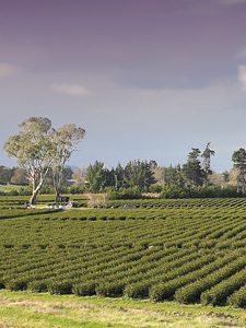 Tea plantation in Waikato